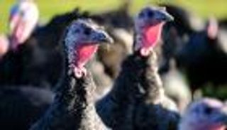 إنفلونزا الطيور تقضي على نصف الديوك الرومية بمزارع بريطانيا