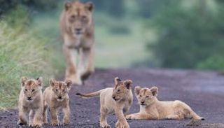 أنثى الأسد وأشبالها يتسببون في زحام مروري