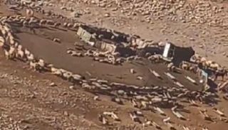 قطيع الأغنام في الكرك يدور حول نفسه