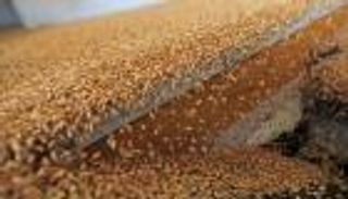 الأمن الغذائي.. كميات ضخمة تتدفق بمشتر مهم للقمح بشمال أفريقيا