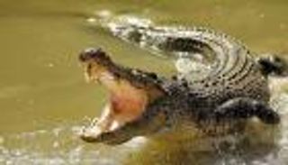 تمساح يخطف رضيعًا من والده ويلتهمه في أعماق النهر