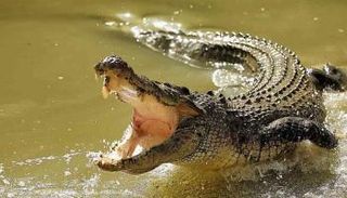 تمساح - أرشيفية