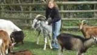 باحثة دنماركية لـ"العين الإخبارية": فهم مشاعر الحيوان يزيد جودة ألبانه