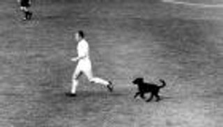 طرائف كأس العالم.. البرازيل تهزم إنجلترا بمساعدة "كلب"