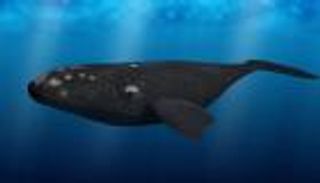 قائمة حمراء.. 10% من الكائنات البحرية في العالم مهددة بالانقراض