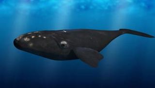  الكائنات البحرية في العالم مهددة بالانقراض