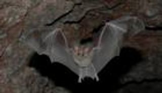 اكتشاف خطر حيوي جديد في الخفافيش.. يسبب هذه الأمراض