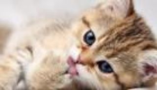 الشرطة تتدخل لإنقاذ قطة عالقة في عقار بمصر