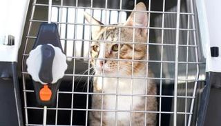 قط منتخب إنجلترا في كأس العالم