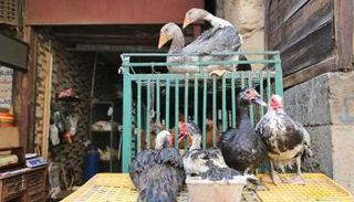 متجر دواجن في مصر- أرشيفية