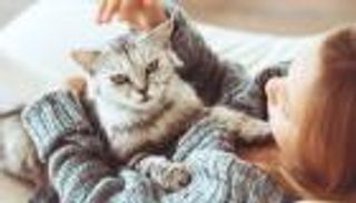صداقة الإنسان والقطط.. شعب عربي أول من فعلها