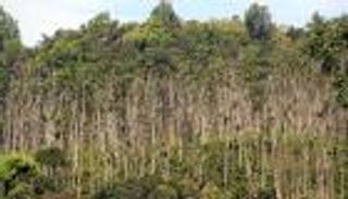 البهارات الهندية أسيرة تغير المناخ.. كيف تنجو؟