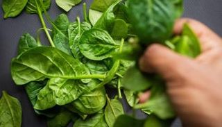 نبات السبانخ