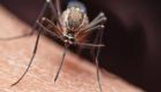 بعوض خارق يتحدى ذكاء البشر ويقاوم جميع المبيدات الحشرية