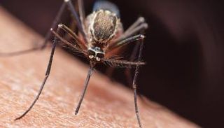 نوع من البعوض تفوّق بذكاء على الطرق التي يحاول بها البشر القضاء عليه