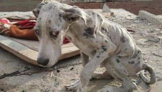 ملحمة مصرية لإنقاذ جرو من الموت