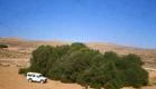 تونس تجني "العكاريت".. شجرة زيتون عمرها 9 قرون (صور)