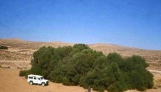 صورة لشجرة الزيتون "العكاريت"