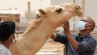 خطورة اندماج كورونا وفيروس الإبل.. الأسباب والعواقب (خاص)