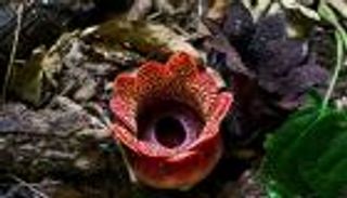 بعد 30 عاما.. الزهرة ذات الرائحة الكريهة تعود لغابات الصين