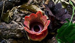 الزهرة ذات الرائحة الكريهة