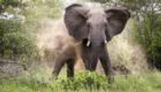 "نطحة قوية جدا".. فيل يقتل مسؤولا عن رعايته في عيد الميلاد