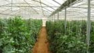 بـ4 مليارات ريال.. السعودية تعتمد خطة توسعية لاستدامة القطاع الزراعي