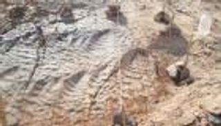 اكتشاف آثار أقدام ديناصورات عمرها 70 مليون سنة بصحراء مصر الشرقية