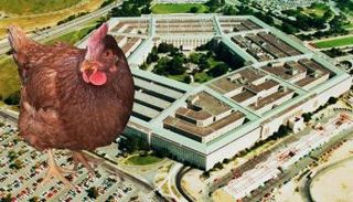 دجاجة قُبض عليها تحوم حول البنتاجون