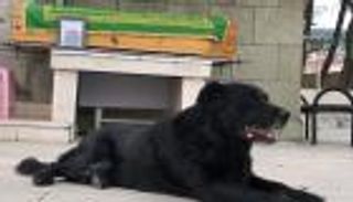 الكلب "بالي" يضرب مثالا للوفاء.. لم يفارق "مراد التركي" إلا بعد دفنه