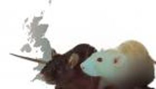 حمى لاسا القاتلة تظهر في بريطانيا‎‎ (إنفوجراف)