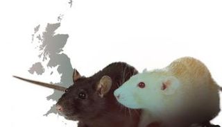 حمى لاسا القاتلة تظهر في بريطانيا