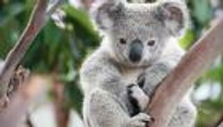 رسمياً.. الكوالا مهدد بالانقراض