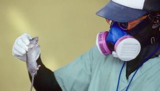 فيروس لاسا تنقله القوارض في غرب أفريقيا 