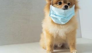 الحيوانات الأليفة يمكن أن تنقل عدوى كورونا لمدة 51 يوما