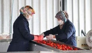 مصنع لتعليب الطماطم في تركيا- أرشيفية