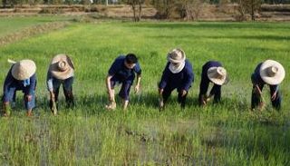 أحد المشروعات المدعومة من إكسبو لايف