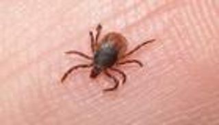 موريتانيا تسجل أول وفاة بحمى "القرم النزفية"