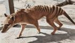 العلم يمنح قبلة الحياة لنمر تسمانيا المنقرض 