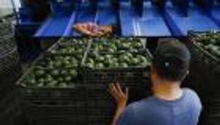 أسعار الأفوكادو تثير حفيظة وزير الزراعة الأمريكي.. لماذا؟