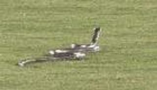 طوله متر ونصف.. ثعبان ضخم يقتحم مباراة كرة قدم ويثير الرعب (فيديو)