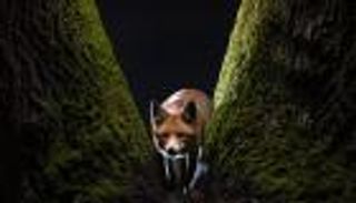 أبرز صور جائزة "سوني" العالمية للتصوير.. "كل لقطة بحكاية"