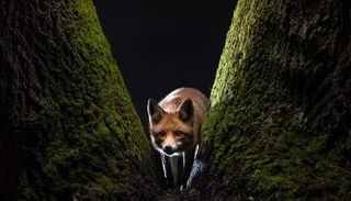 صورة للمصور المجري Milan Radisics