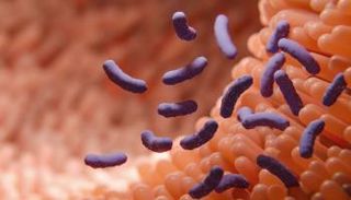 نموذج لخلايا معوية