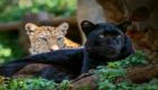 السماح بصيد حيوانات وحيد القرن والفهود في جنوب أفريقيا