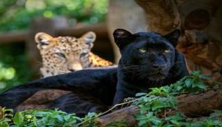 إصدار تصاريح لصيد الفهود في جنوب أفريقيا- أرشيفية