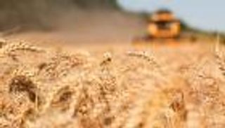 اضطراب سوق الحبوب العالمي وبنوك "تخشى" تمويل صفقات القمح