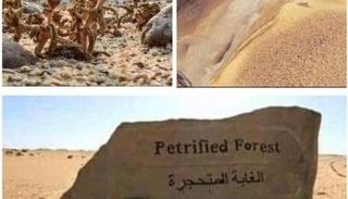 كثير لا يعلم بوجود الغابة المتحجرة في العاصمة المصرية