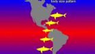 "الباردة" جعلتها أكبر.. نوع المياه يغير أحجام قرش "الميجالودون"