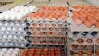 البيض الأورجانيك.. كل ما تريد معرفته عن طعام لا يضر الإنسان